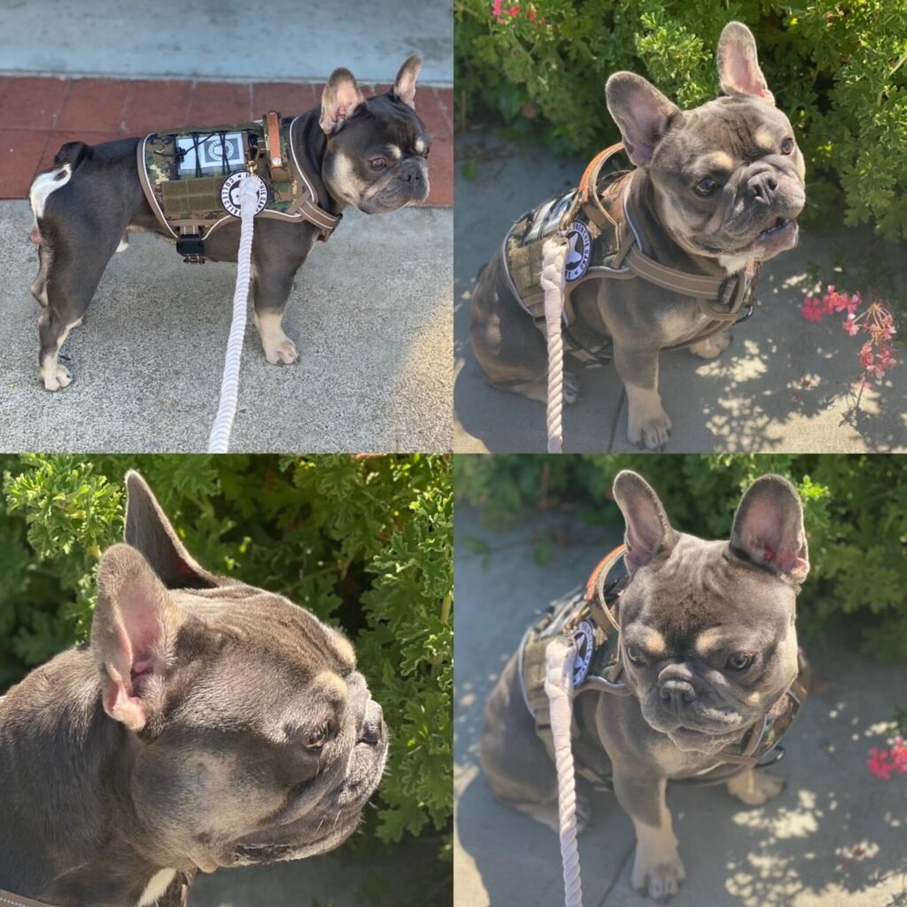 17e56136-3a16-4443-9ddb-d5ed677612db-1536x1536(1) - California Dream Frenchies