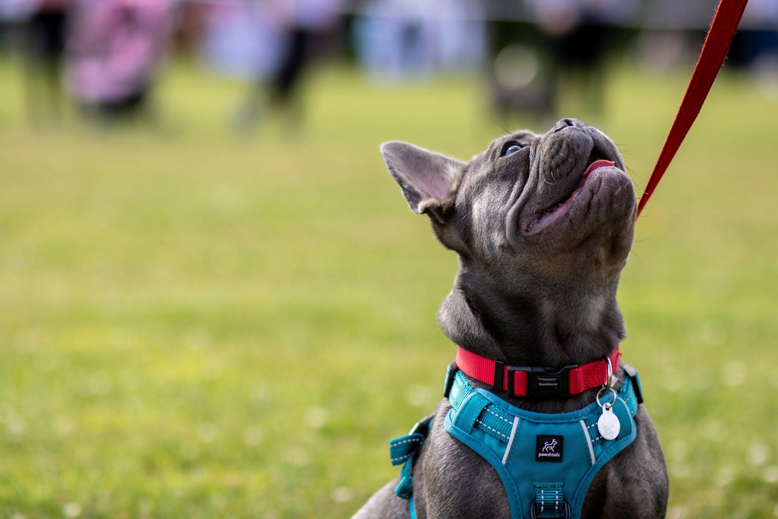 a dog with a golf club in its mouth