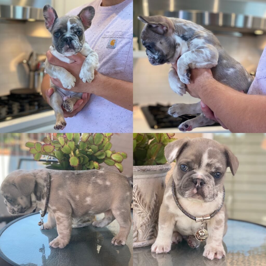 d4534897-7a77-4fa5-bf84-d15a180f5aac - California Dream Frenchies