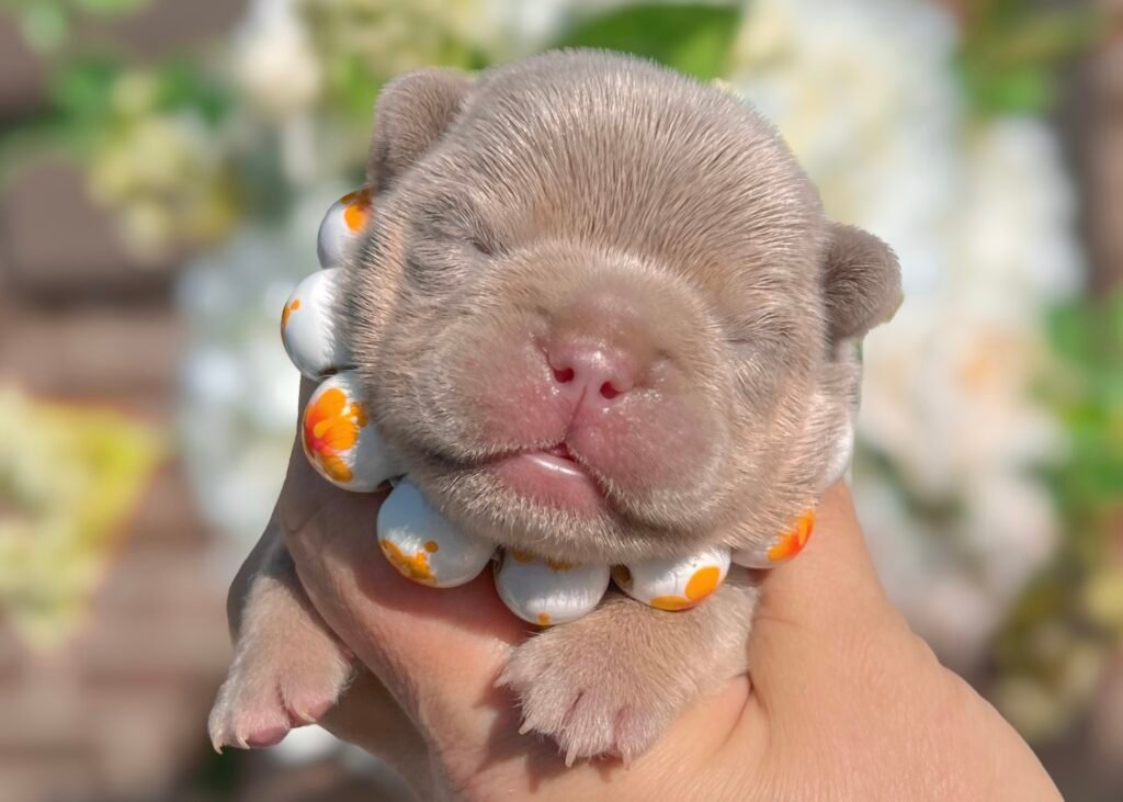 Facetune_08-04-2025-21-22-01 - California Dream Frenchies