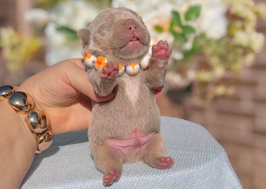 Facetune_08-04-2025-21-23-20 - California Dream Frenchies